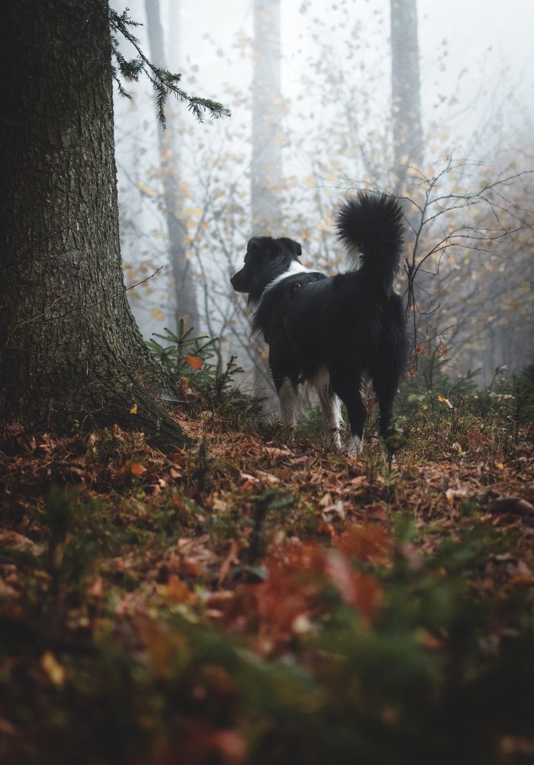 border-collie-in-forest-searching